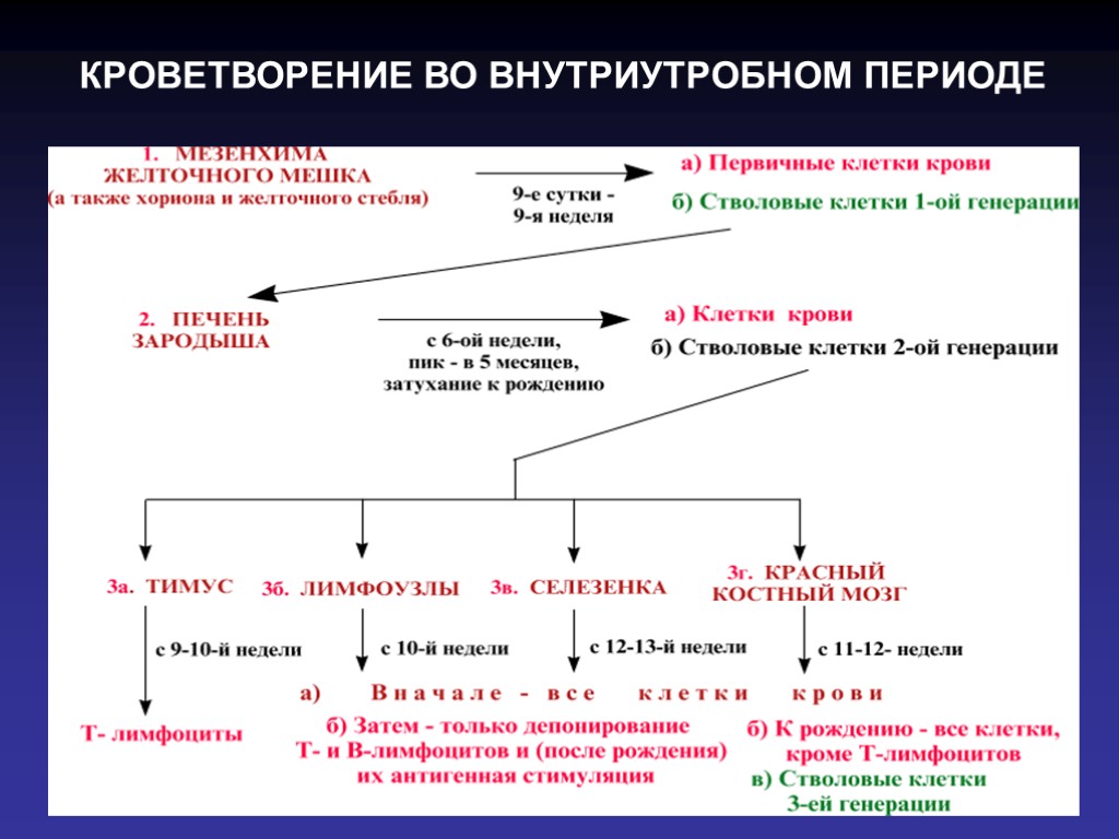 КРОВЕТВОРЕНИЕ ВО ВНУТРИУТРОБНОМ ПЕРИОДЕ